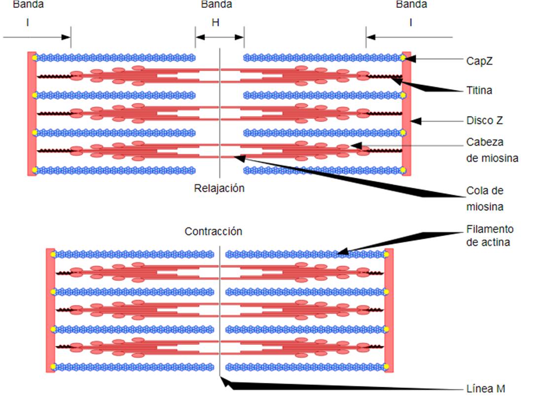 https://es.wikipedia.org/wiki/Miofibrilla#/media/File:Sarcomere_es.svg