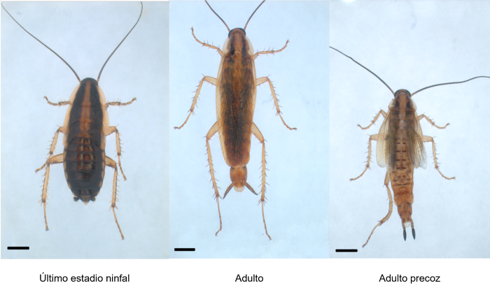 Imatge inicial - Effects of Chinmo inhibition in the German cockroach: from left to right: last nymphal stage, adult, and premature adult resulting from Chinmo inhibition. Credit: Xavier Bellés.