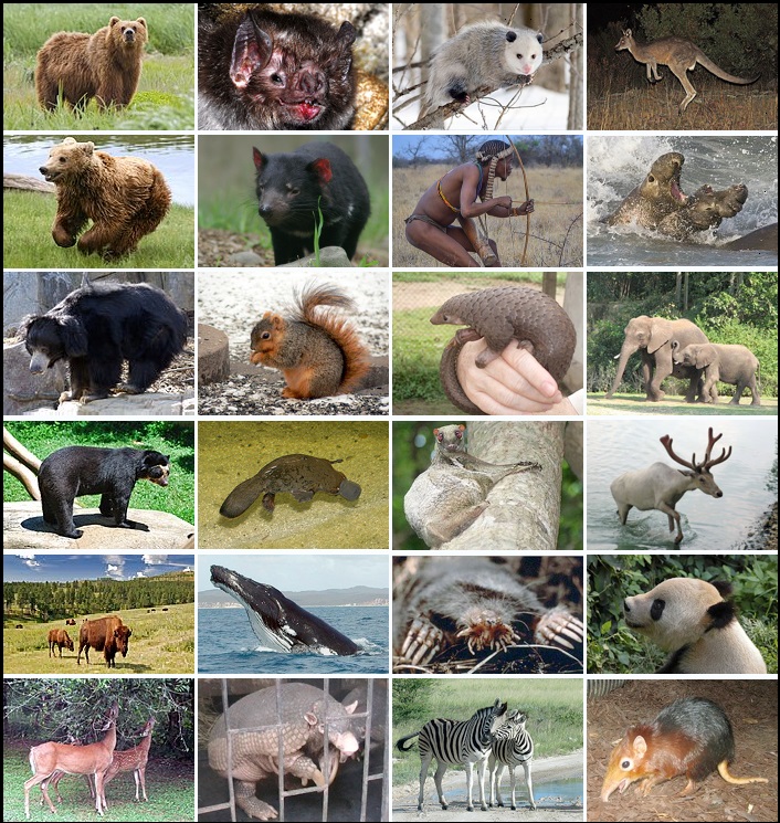 The genome of 240 mammal species reveals what makes the human genome ...