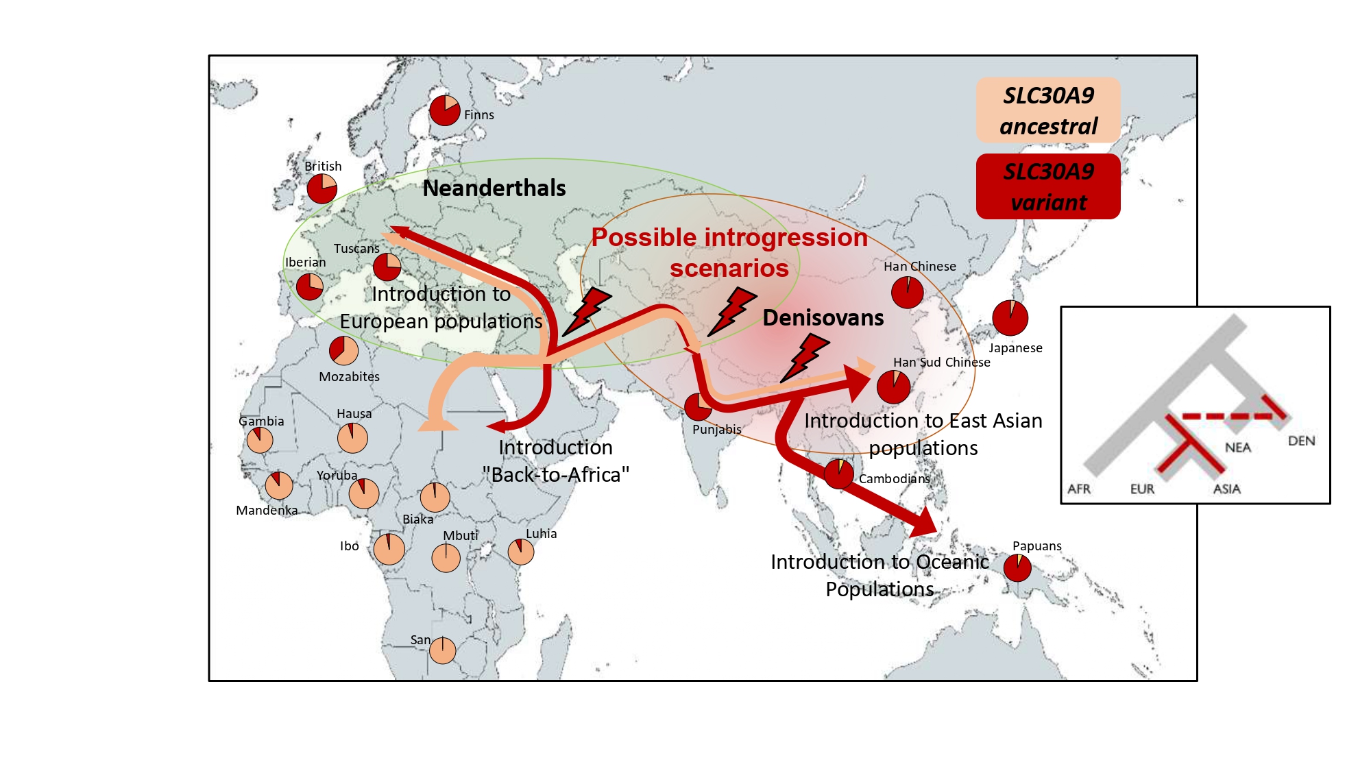 Imatge inicial - Geographic distribution of the identified substitution to the SLC30A9 gene in current human populations and possible scenarios of Denissovana introgress. Ancestral SLC30A9 corresponds to the version of the gene before breeding between Denisovans and sapiens. The SLC30A9 variant refers to the version shared with Denissovans. Credit: Jorge Garcia and Elena Bosch. Creative Commons 4.0 license. Created with mapcharts.