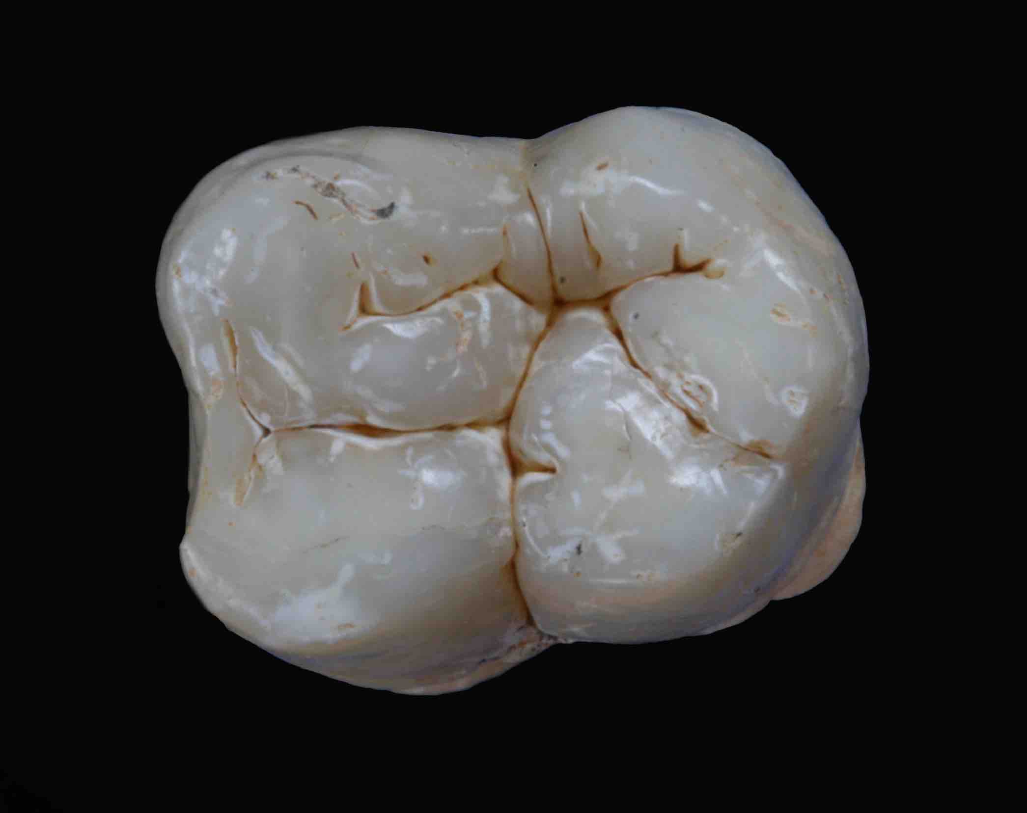 Molar inferior de Gigantopithecus blacki (8564) de la cova Chuifeng (vista distal, alçada de la corona = 12,97mm). Crèdit: Imatge: Prof. Wei Wang; Edició: Theis Jensen.