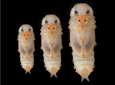 Crédito: David Martín. Pupas del escarabajo de la harina Tribolium castaneum iniciando la metamorfosis después de activar el gen E93, partiendo de diferentes medidas iniciales.