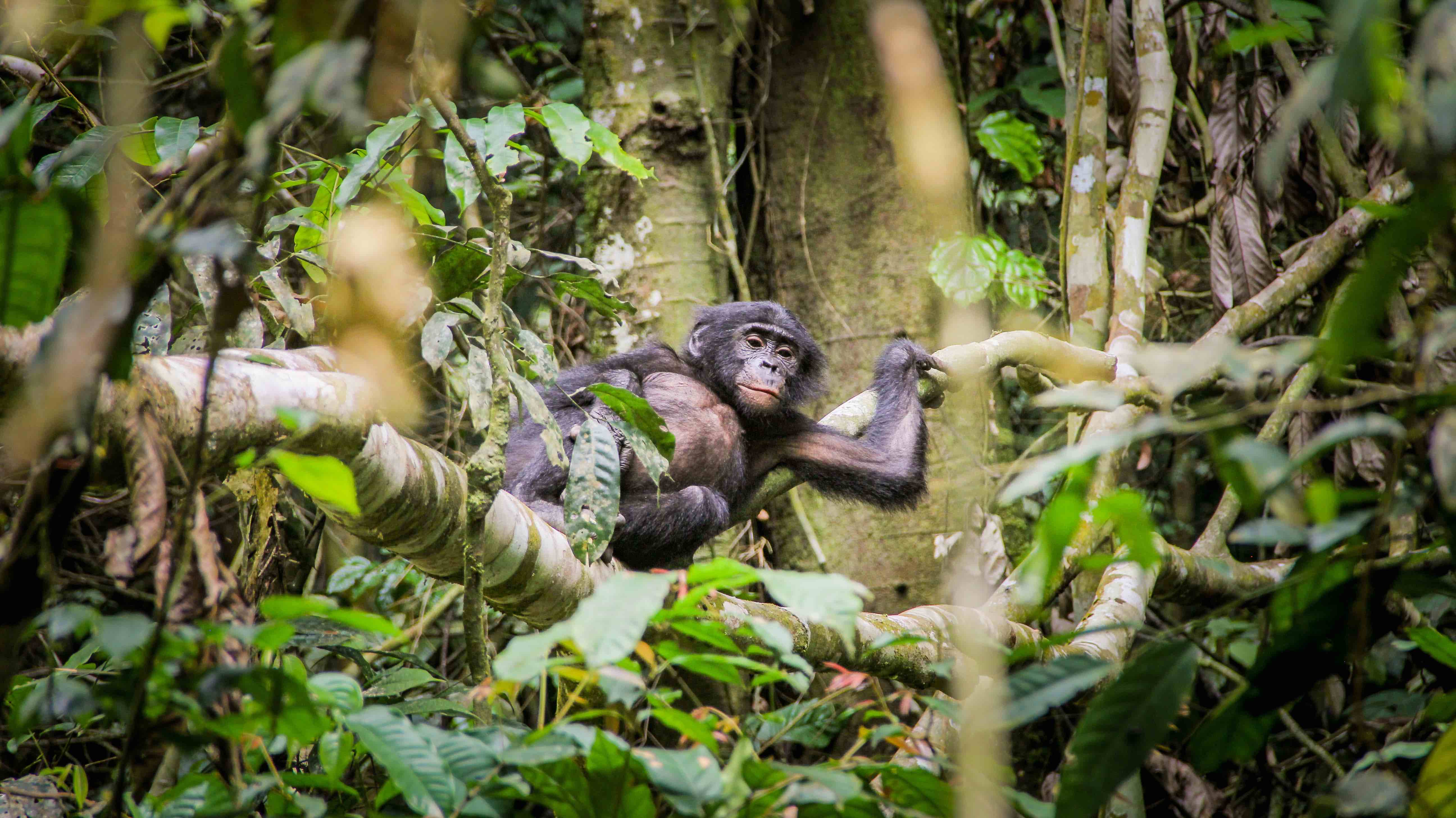 Image taken in the wild at Wamba forest reserve, DRC. Credit: Dr. Cintia Garai, Wildlife Messengers (wildlifemessengers.org) 