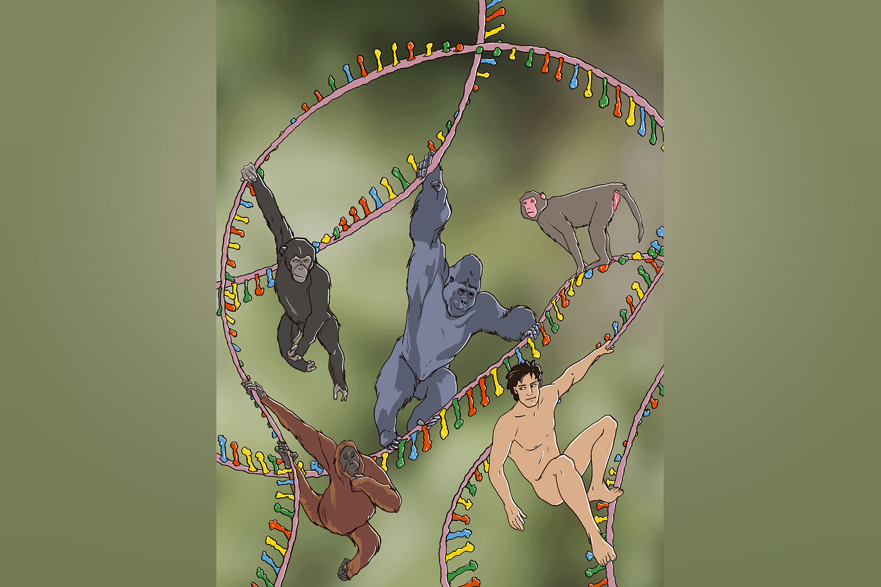 Varias especies de primates (humanos, chimpancés, gorilas, orangutanes y macacos rhesus) en una molécula larga de ARNm. Las tecnologías de secuenciación de lectura larga permiten capturar isoformas de ARN con resolución de una sola molécula, mejorando las anotaciones genómicas actuales en primates humanos y no humanos. Crédito: Miguel Herranz & Eva Ortiz