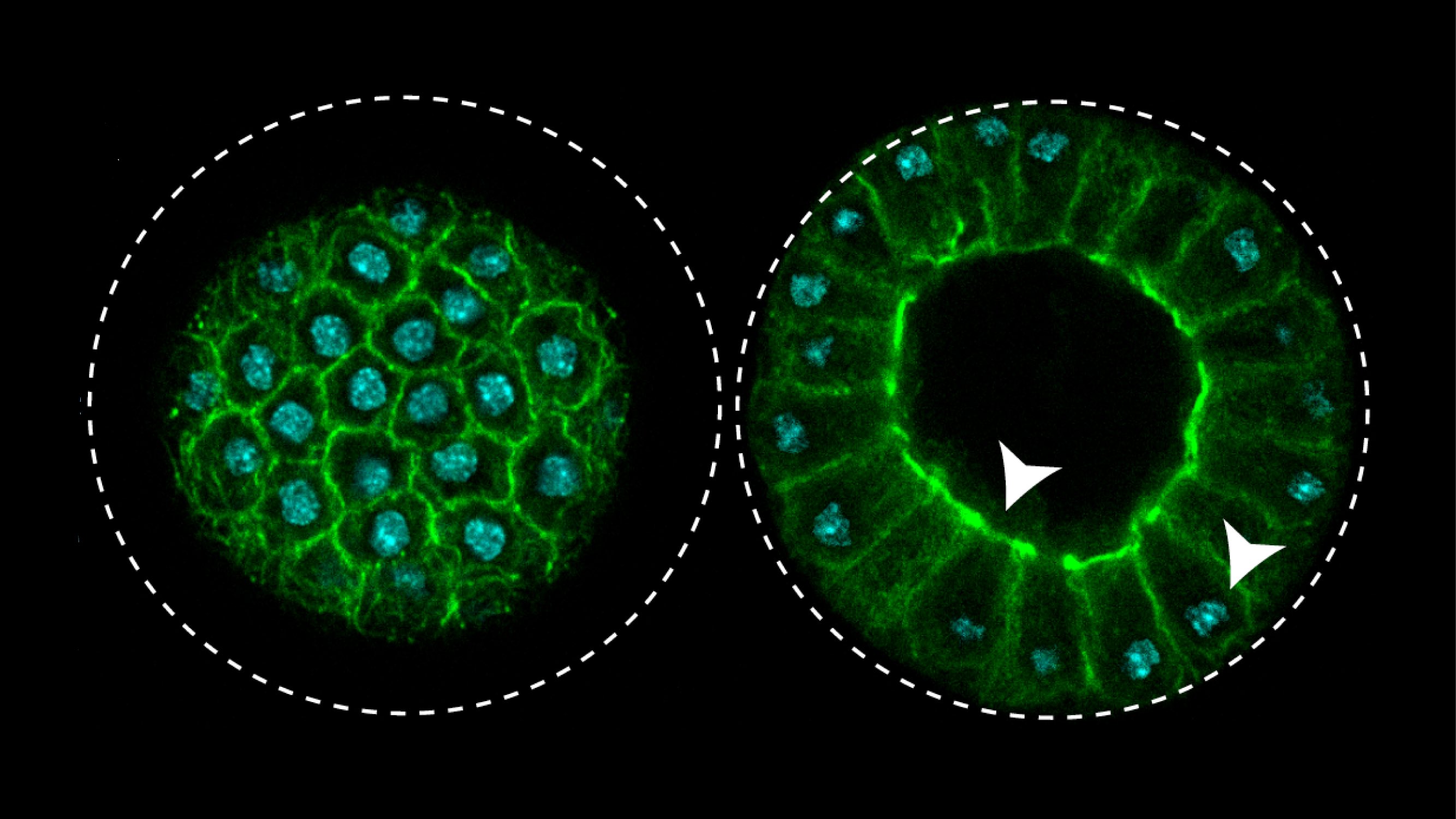 A crucial mechanism for multicellularity is highly conserved in closest ...