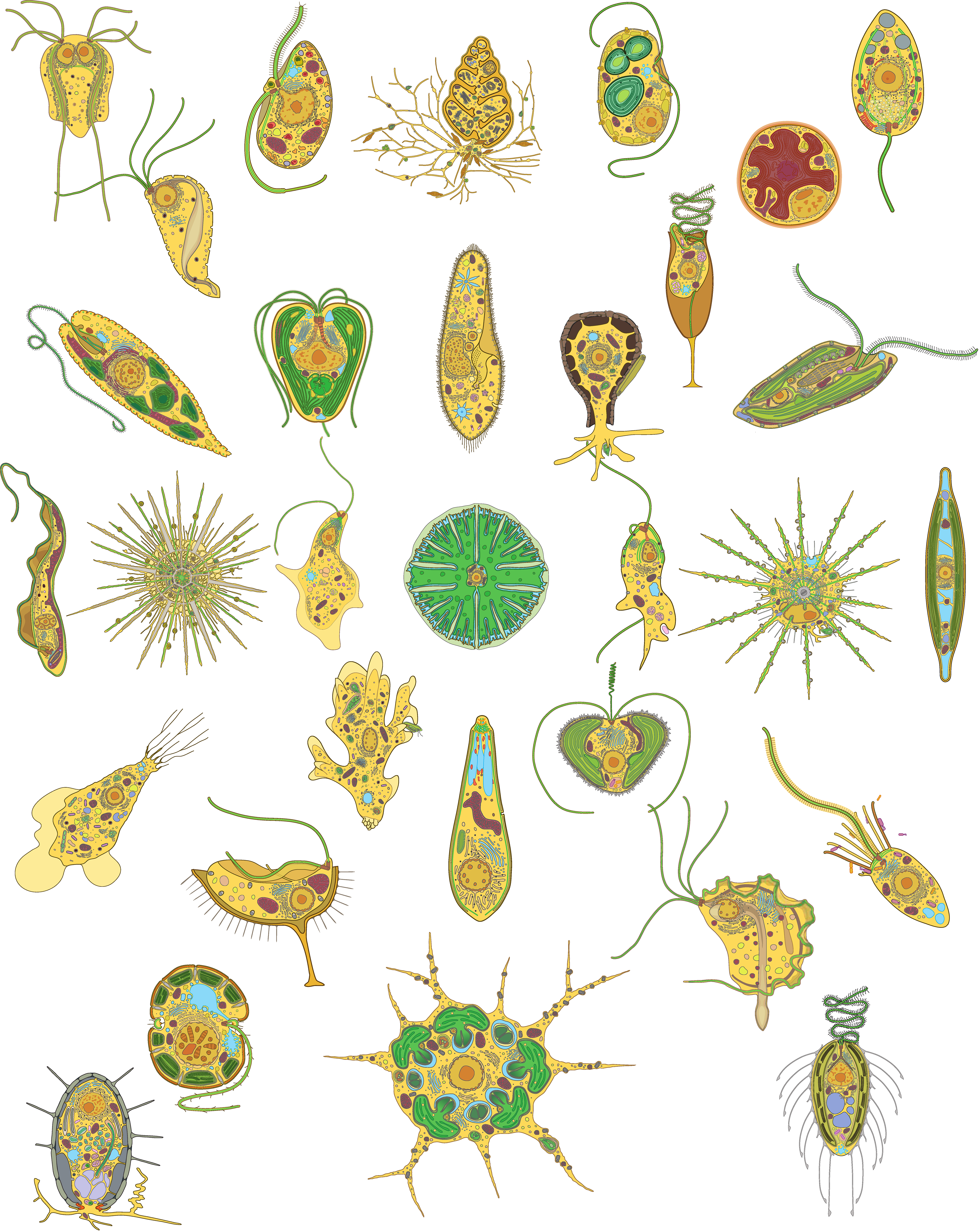Imatge inicial - A collage of cell diagrams showing overall protist diversity. doi: https://doi.org/10.1371/journal.pbio.3002395.g004. CC BY 4.0
