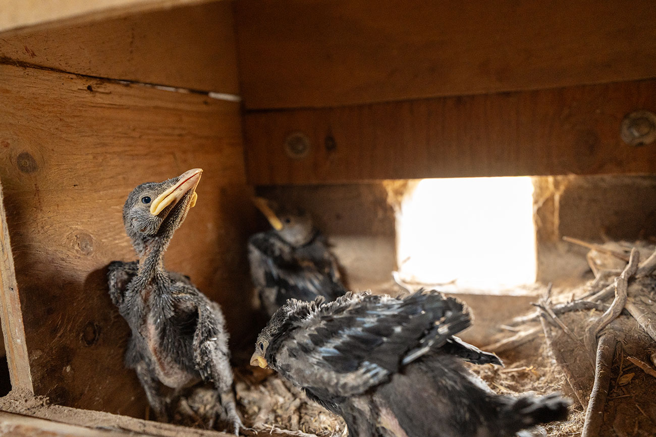 Imatge inicial - Crias de grajilla occidental (Corvus monedula). Autor: Galdric Mossoll-CREAF.