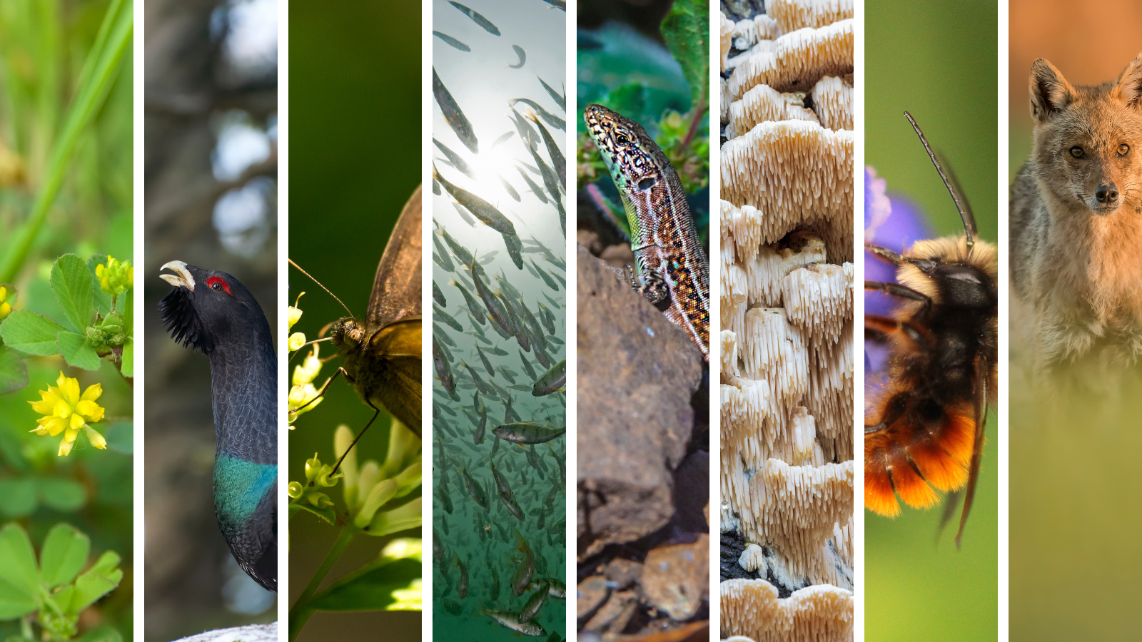Imatge inicial - Figure1_Photos by ©Mantonature, ©Cucu Remus, ©dadalia, ©scubaluna, ©Kristian_Nilsson,  ©AlbyDeTweede, ©Carine Carnier,  ©Daniel Jara from Getty Images via Canva.com.png