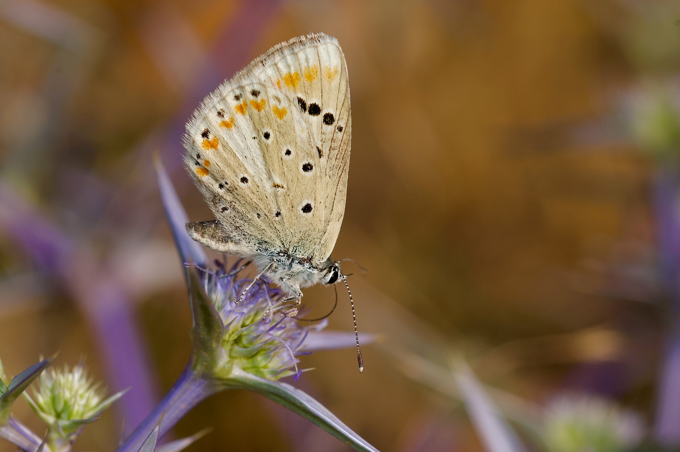 Imatge inicial - Mariposa Niña del Atlas (Polyommatus atlantica). Crédito a Roger Vila.