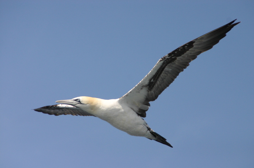 Imatge inicial - Alcatraz atlántico (Morus bassanus) tiene una morfología corporal adaptada para volar eficientemente y bucear para capturar peces. Foto: Daniel Sol.