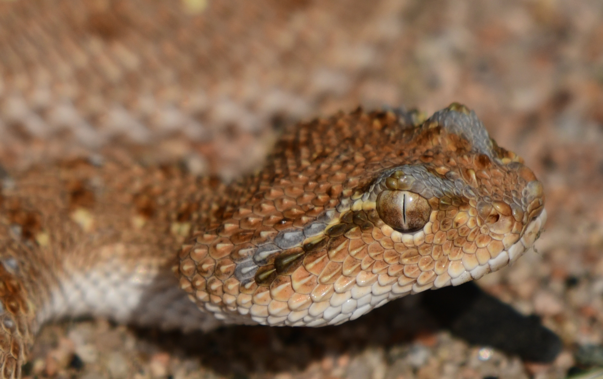 Imatge inicial - Arabian Horned Viper (Cerastes gasperettii). Credit: Salvador Carranza.