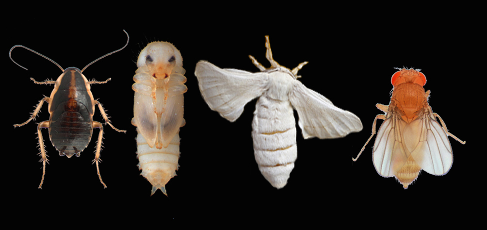 Imatge inicial - Imatge de diferents espècies d'insectes utilitzades en l'estudi. D'esquerra a dreta: panerola, escarabat, cuc de seda i mosca. Crèdit: Josefa Cruz, Xavier Franch-Marro i David Martin.