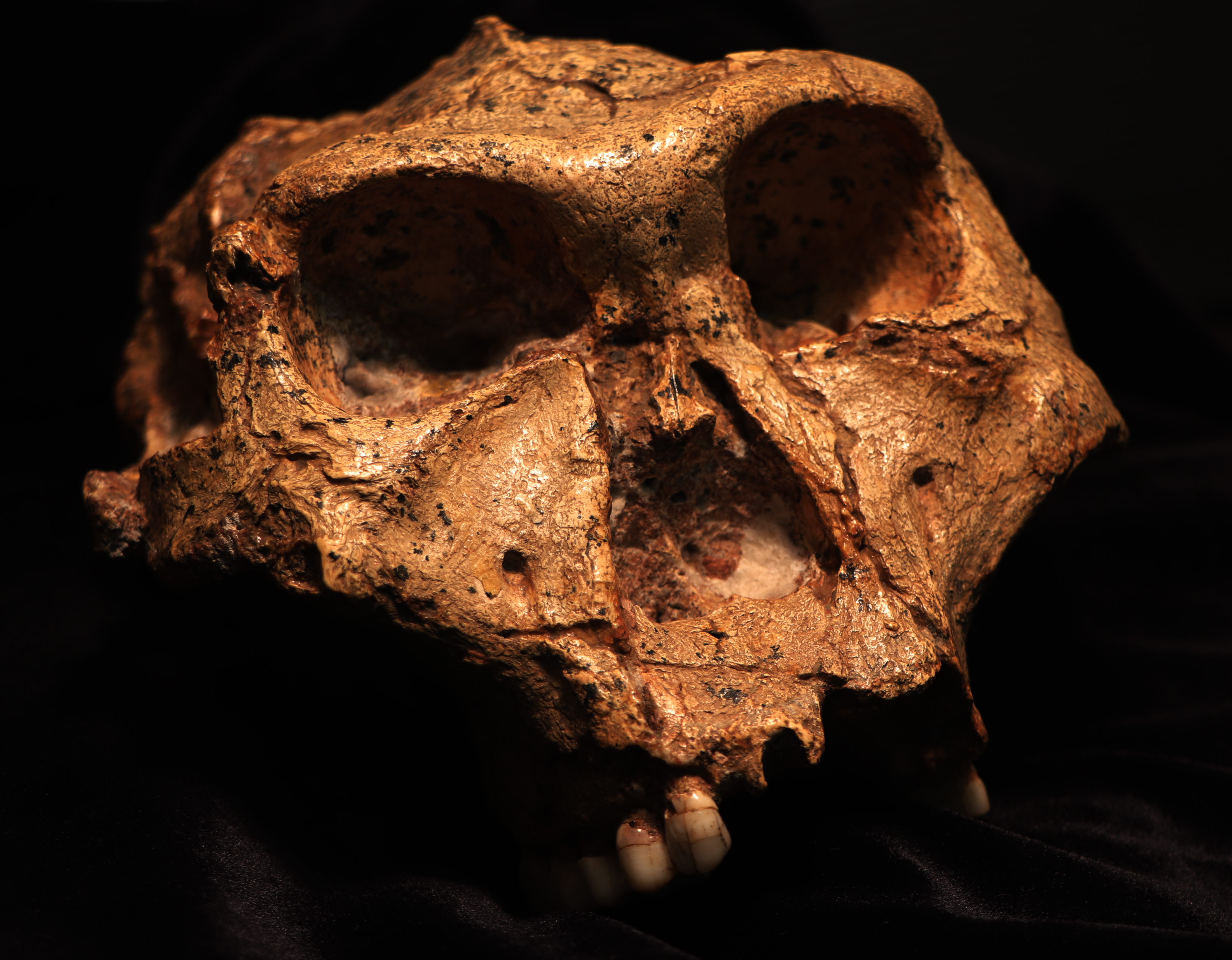 Imatge inicial - Crani d’un adult de Paranthropus robustus recuperat a Swartkrans. Crèdit: Dr. Bernhard Zipfel (amb permís del Dr. Lazarus Kgasi, conservador adjunt de Paleontologia Plio-Pleistocena, al Museu Nacional d’Història Natural Ditsong).