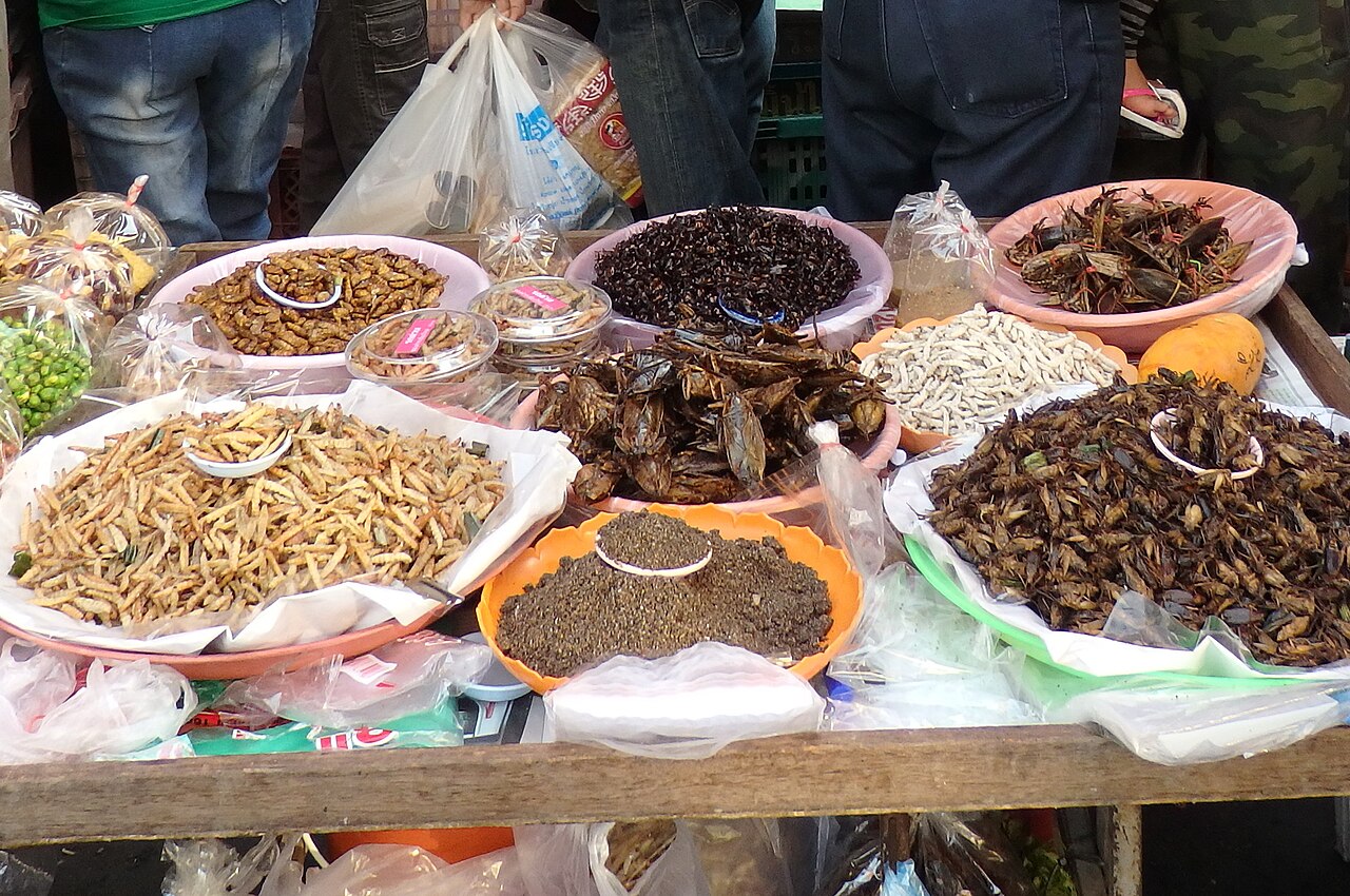 Imatge inicial - Insectes a Chang Moi, districte de Mueang Chiang Mai (Chiang Mai,  Tailàndia). Crèdit: mohigan. Llicència: CC BY-SA 3.0, via Wikimedia Commons.
