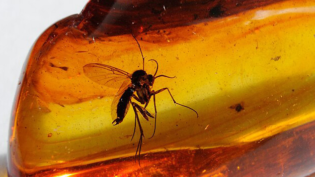 Diptera (Mycetophilidae) in a piece of transparent baltic amber. Image by Zacharie Grossen, with license CC BY-SA 4.0 via Wikimedia Commons. Imatge inicial - Diptera (Mycetophilidae) in a piece of transparent baltic amber. Image by Zacharie Grossen, with license CC BY-SA 4.0 via Wikimedia Commons.
