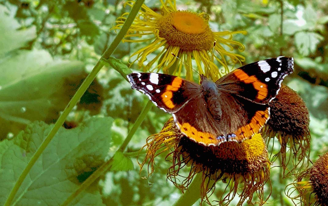 Imatge inicial - Painted lady butterfly (Vanessa cardui). Credit: Roger Vila