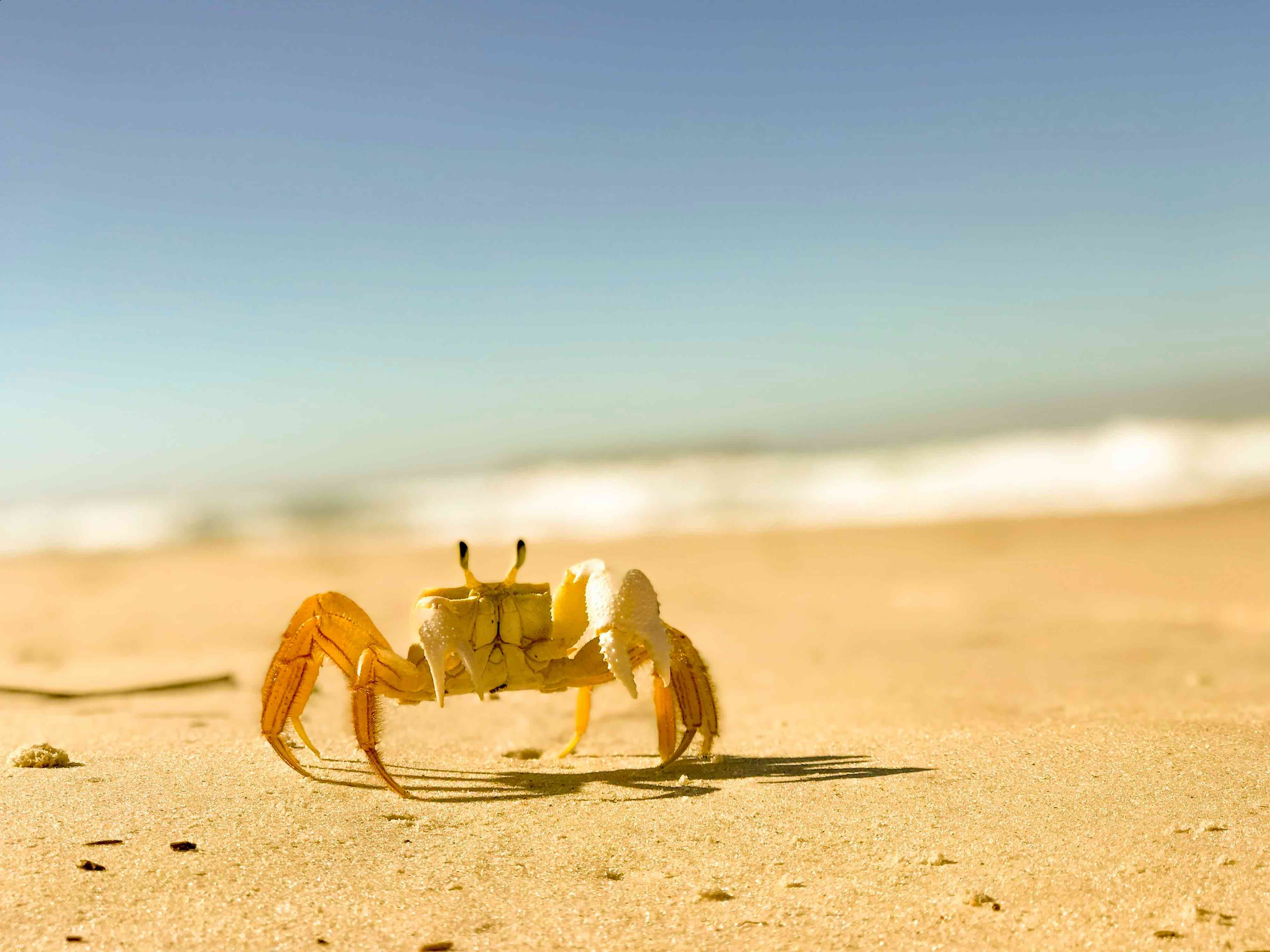 Imatge inicial - Image of a crab emerging from the sea. Crabs are related to some of the animals involved in the terrestrialization process. Credit: photograph by Redaviqui Davilli, freely available via Unsplash (s