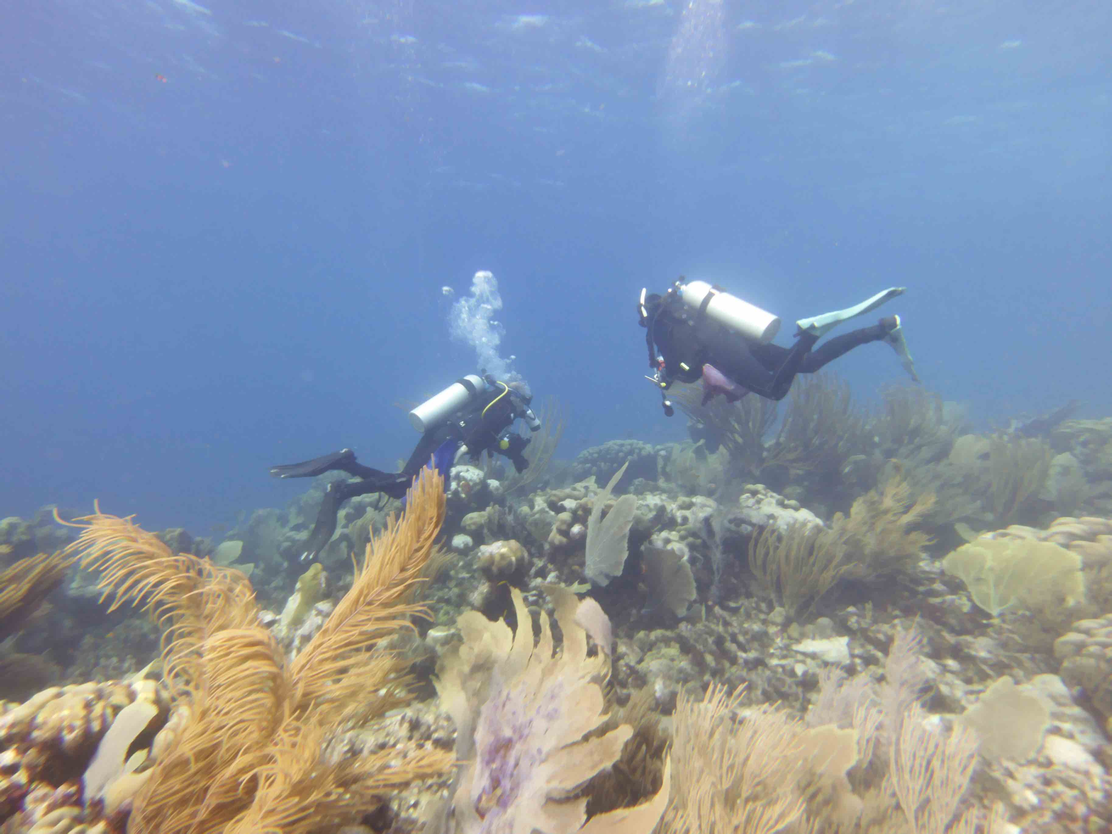 Imatge inicial - Imatge subaquàtica. Crèdit: Autoria del LIP.