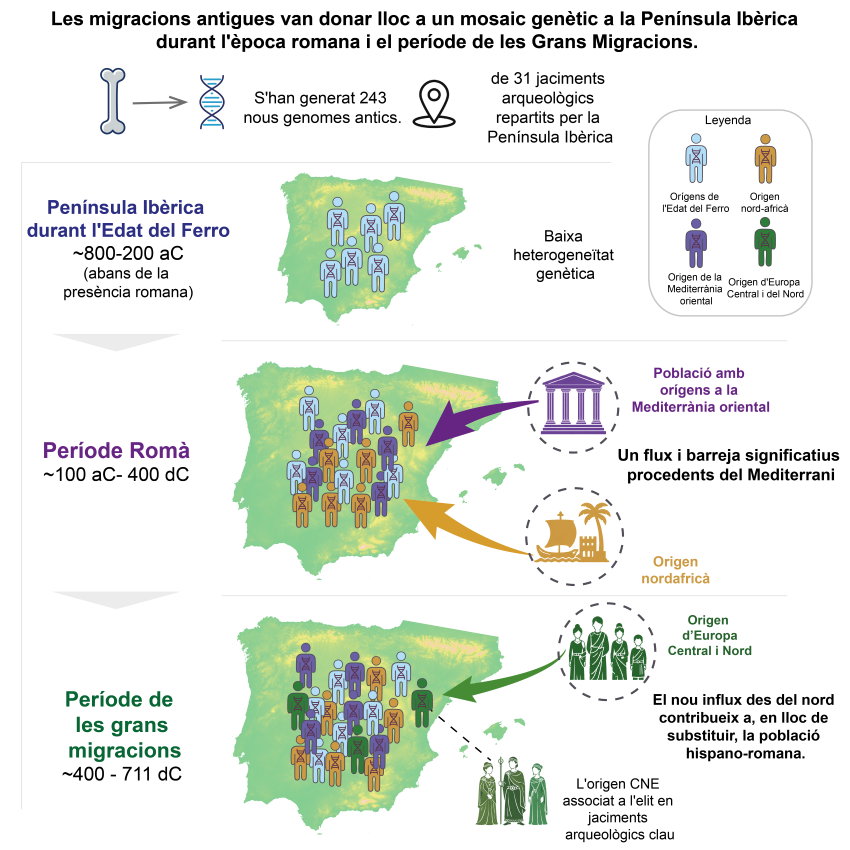 Resum gràfic de la recerca, basada en l’anàlisi de 243 nous genomes antics procedents de 31 jaciments de la península Ibèrica. La figura mostra com les migracions van transformar la composició genètica de la població des de l’Edat del Ferro fins a l’Alta Edat Mitjana. Durant el període romà va augmentar la diversitat genètica amb l’arribada de poblacions de la Mediterrània oriental i del nord d’Àfrica; posteriorment, les migracions associades als sueus, els alans i els visigots van incorporar ascendència del centre i el nord d’Europa, especialment entre les elits, sense reemplaçar el substrat demogràfic format durant el domini romà. Crèdit: Cell, Carrión et al. Imatge inicial - Resum gràfic de la recerca, basada en l’anàlisi de 243 nous genomes antics procedents de 31 jaciments de la península Ibèrica. La figura mostra com les migracions van transformar la composició genètica de la població des de l’Edat del Ferro fins a l’Alta Edat Mitjana. Durant el període romà va augmentar la diversitat genètica amb l’arribada de poblacions de la Mediterrània oriental i del nord d’Àfrica; posteriorment, les migracions associades als sueus, els alans i els visigots van incorporar ascendència del centre i el nord d’Europa, especialment entre les elits, sense reemplaçar el substrat demogràfic format durant el domini romà. Crèdit: Cell, Carrión et al.