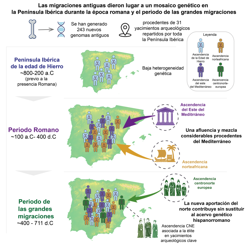 Resumen gráfico de la investigación, basada en el análisis de 243 nuevos genomas antiguos procedentes de 31 yacimientos de la península ibérica. La figura muestra cómo las migraciones transformaron la composición genética de la población desde la Edad del Hierro hasta la Alta Edad Media. Durante el periodo romano aumentó la diversidad genética con la llegada de poblaciones del Mediterráneo oriental y del norte de África; posteriormente, las migraciones asociadas a suevos, alanos y visigodos incorporaron ascendencia del centro y norte de Europa, especialmente entre las élites, sin reemplazar el sustrato demográfico formado durante el dominio romano. Crédito: Cell, Carrión et al. Imatge inicial - Resumen gráfico de la investigación, basada en el análisis de 243 nuevos genomas antiguos procedentes de 31 yacimientos de la península ibérica. La figura muestra cómo las migraciones transformaron la composición genética de la población desde la Edad del Hierro hasta la Alta Edad Media. Durante el periodo romano aumentó la diversidad genética con la llegada de poblaciones del Mediterráneo oriental y del norte de África; posteriormente, las migraciones asociadas a suevos, alanos y visigodos incorporaron ascendencia del centro y norte de Europa, especialmente entre las élites, sin reemplazar el sustrato demográfico formado durante el dominio romano. Crédito: Cell, Carrión et al.