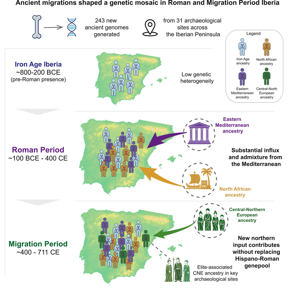 Imatge inicial - Graphic summary of the study, based on the analysis of 243 newly generated ancient genomes from 31 archaeological sites across the Iberian Peninsula. The figure illustrates how migrations shaped the peninsula’s genetic mosaic from the Iron Age to the Early Middle Ages. During the Roman period, genetic diversity increased with the arrival of populations from the eastern Mediterranean and North Africa. Later, migrations associated with the Suebi, Alans and Visigoths introduced ancestry from central and northern Europe, particularly among the elites, without replacing the demographic substrate established under Roman rule. Credit: Cell, Carrión et al.