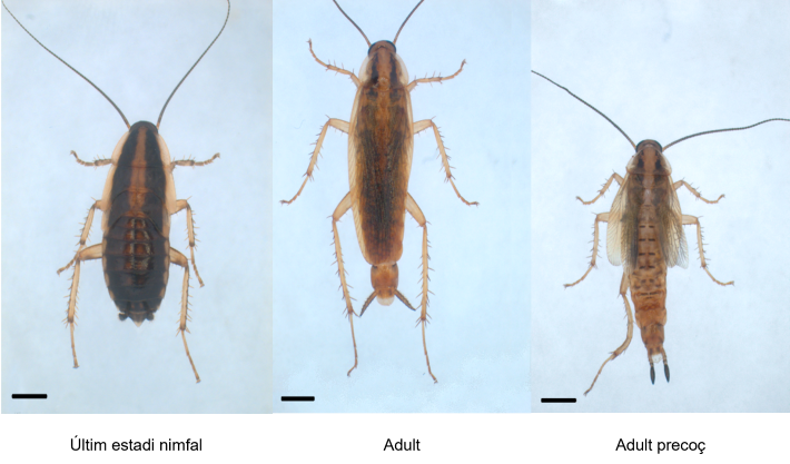 Imatge inicial - Efectes de la inhibició de Chinmo en la panerola alemanya: d’esquerra a dreta: últim estadi nimfal, adult i adult precoç resultat de la inhibició de Chinmo. Crèdit a Xavier Bellés.