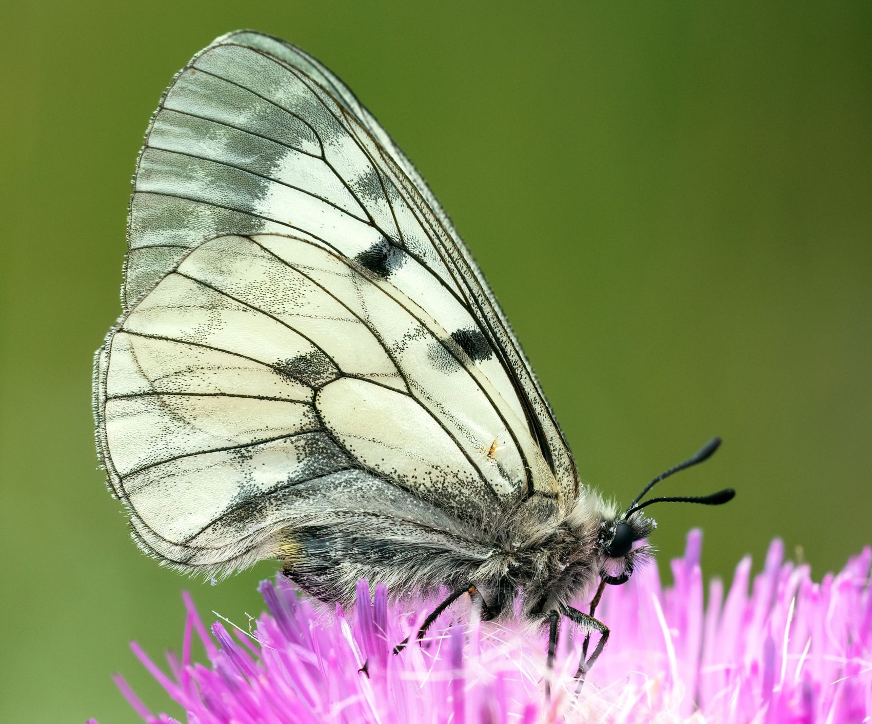 Clouded Apollo butterfly. Credit: Vlad Dinca. Imatge inicial - Clouded Apollo butterfly. Credit: Vlad Dinca.