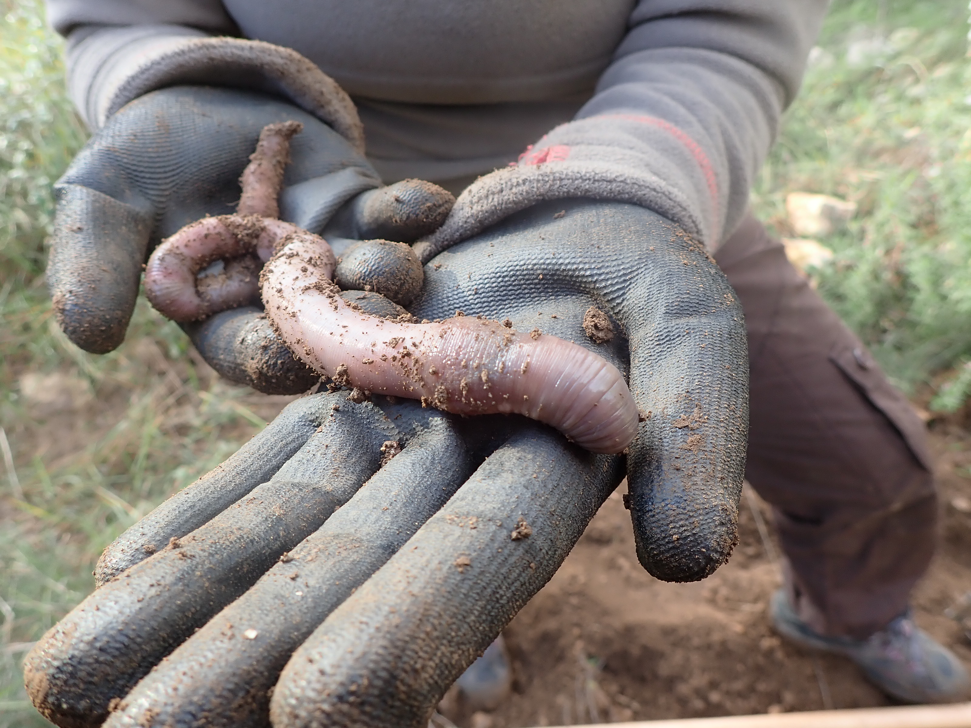 Imatge inicial - Foto de la cuc de terra gegant Norana najaformis, el genoma del qual va ser seqüenciat per primera vegada per a aquest estudi. Crèdit a Pau Balart-García.