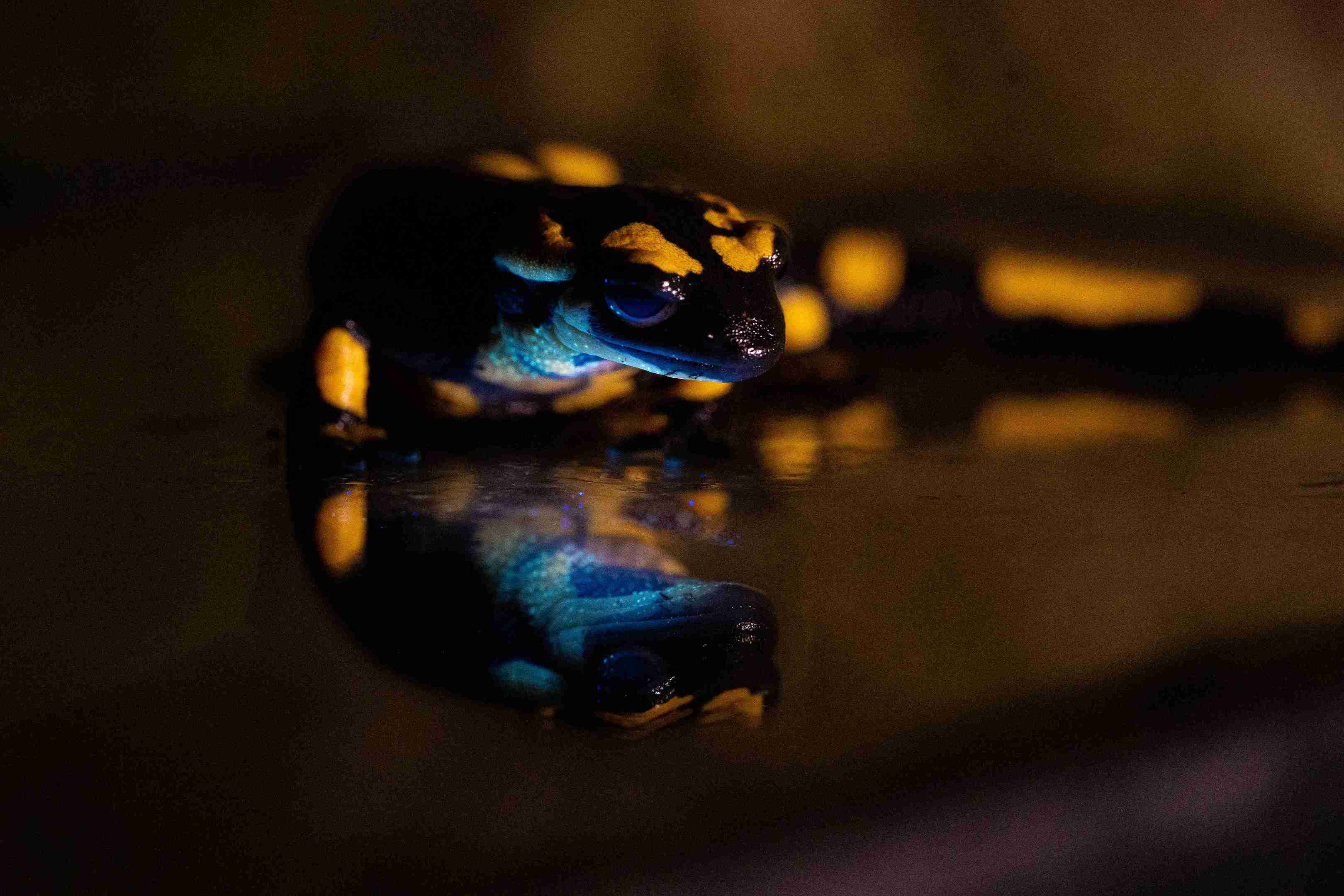 Fire salamander (Salamandra salamandra) exhibiting a biofluorescent glow on its ventral side. Photo: Bernat Burriel-Carranza, Museu de Ciències Naturals de Barcelona, Spain Imatge inicial - Fire salamander (Salamandra salamandra) exhibiting a biofluorescent glow on its ventral side. Photo: Bernat Burriel-Carranza, Museu de Ciències Naturals de Barcelona, Spain