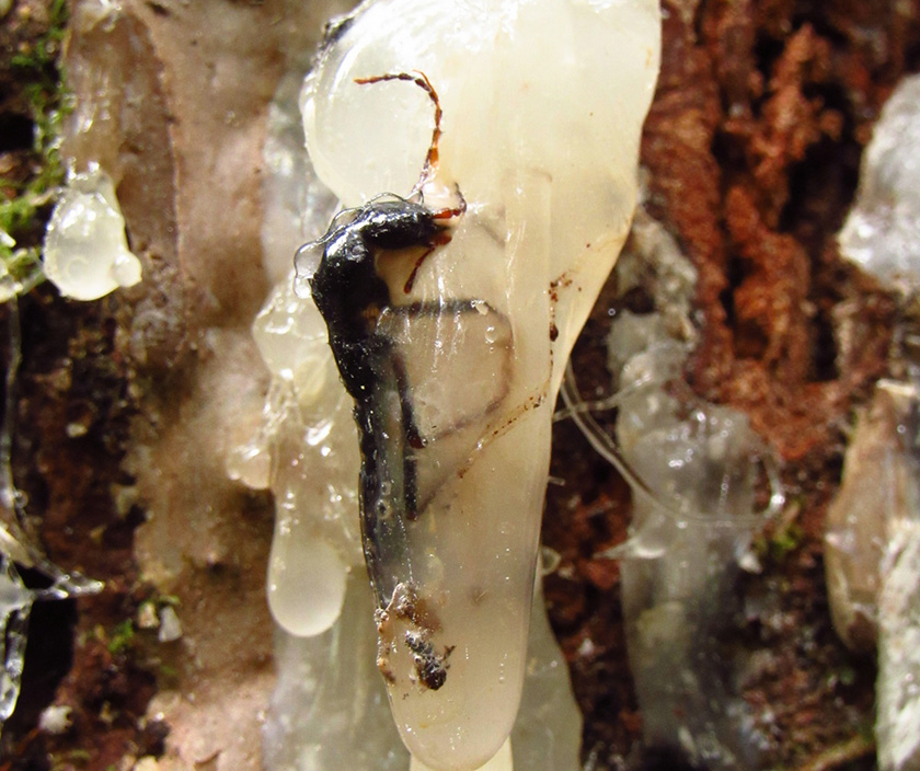 Beetle trapped in Agathis resin in the Celebes Islands. Credit: Adrián Tejedor.