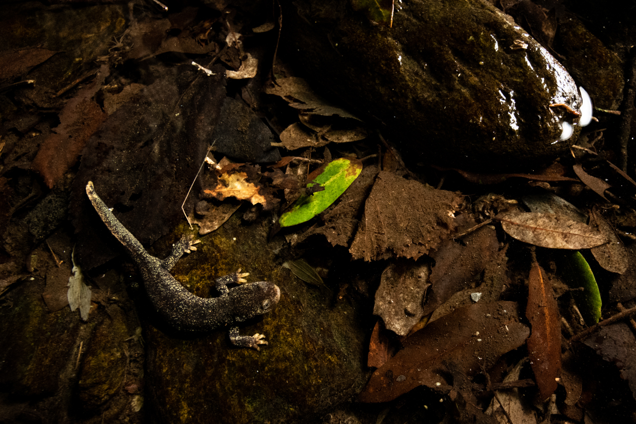 Western Montseny brook newt. Credit: Adrián Talavera. Imatge inicial - Western Montseny brook newt. Credit: Adrián Talavera.