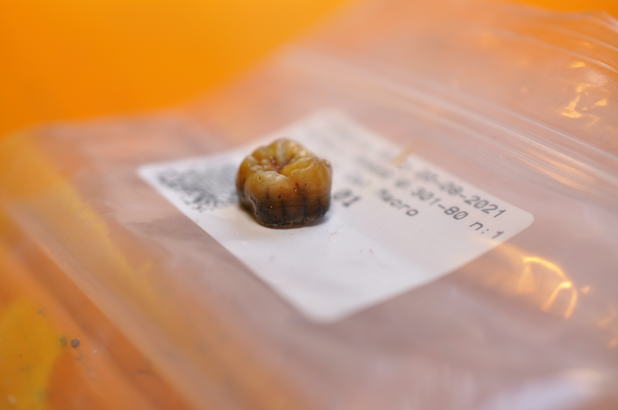 Detail of the Neanderthal tooth recovered in Cova Simanya. Author: Juan I. Morales / IPHES-CERCA Imatge inicial - Detail of the Neanderthal tooth recovered in Cova Simanya. Author: Juan I. Morales / IPHES-CERCA
