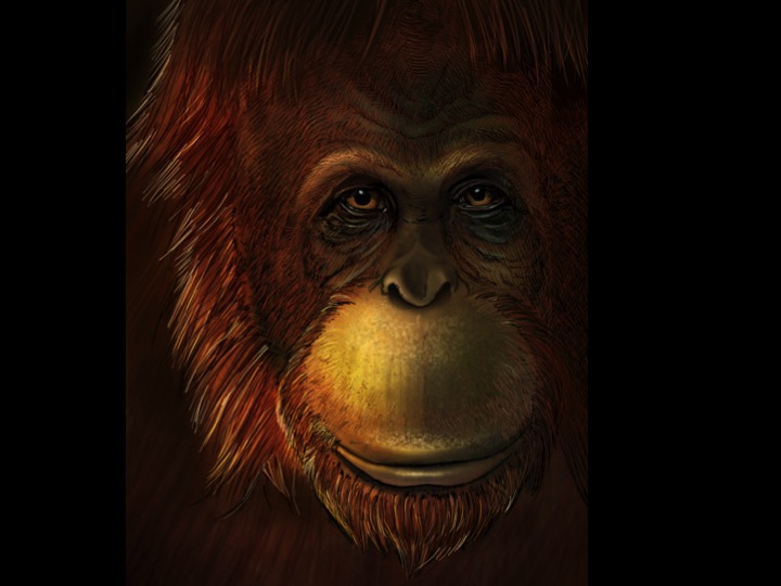 Representación artística de Gigantopithecus blacki (primer plano del ojo). Crédito: Ikumi Kayama (Studio Kayama LLC).