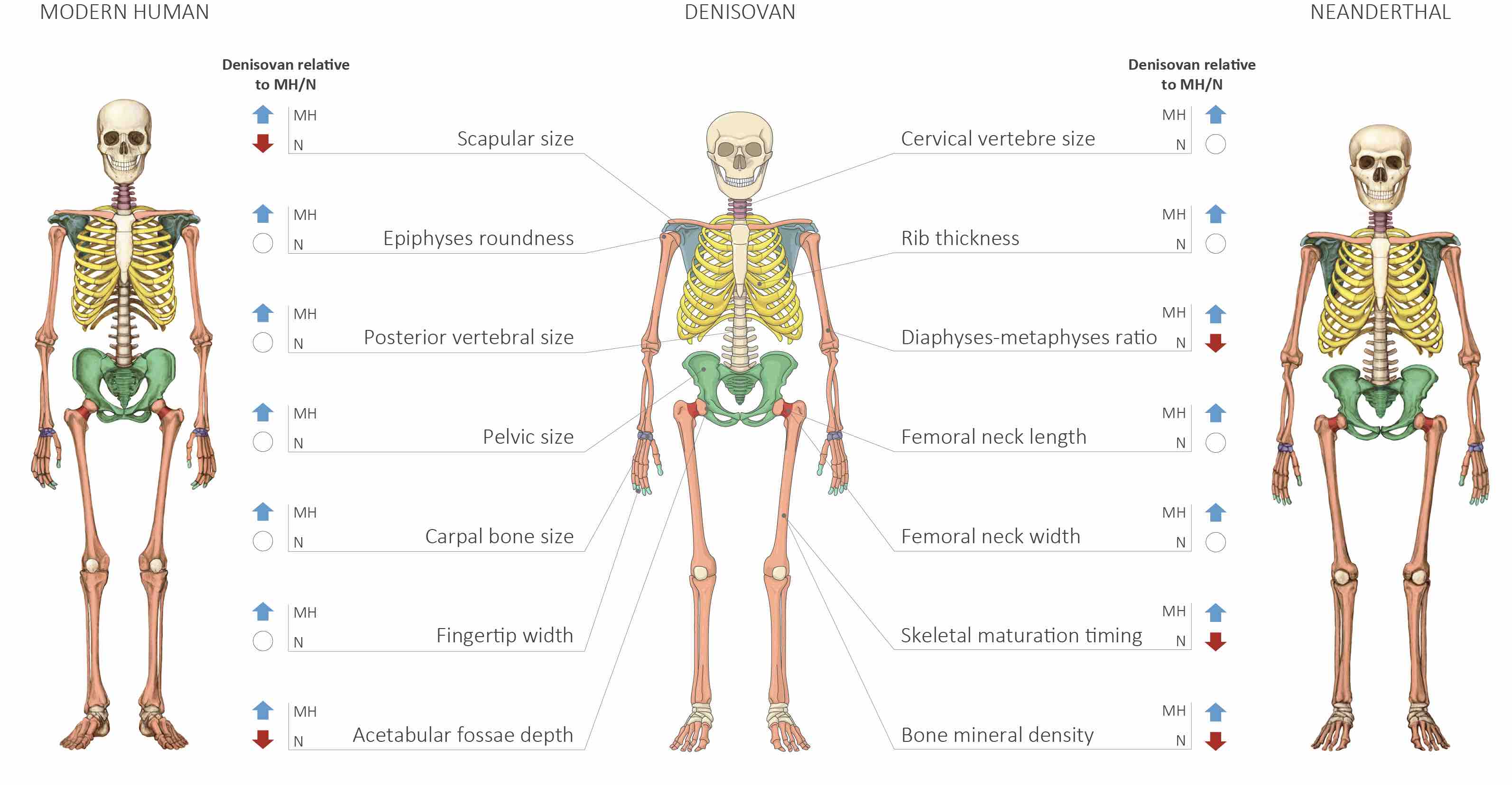 Modelo anatómico de un Humano Moderno, un Neandertal y un Denisovano. (Crédito: Maayan Harel)