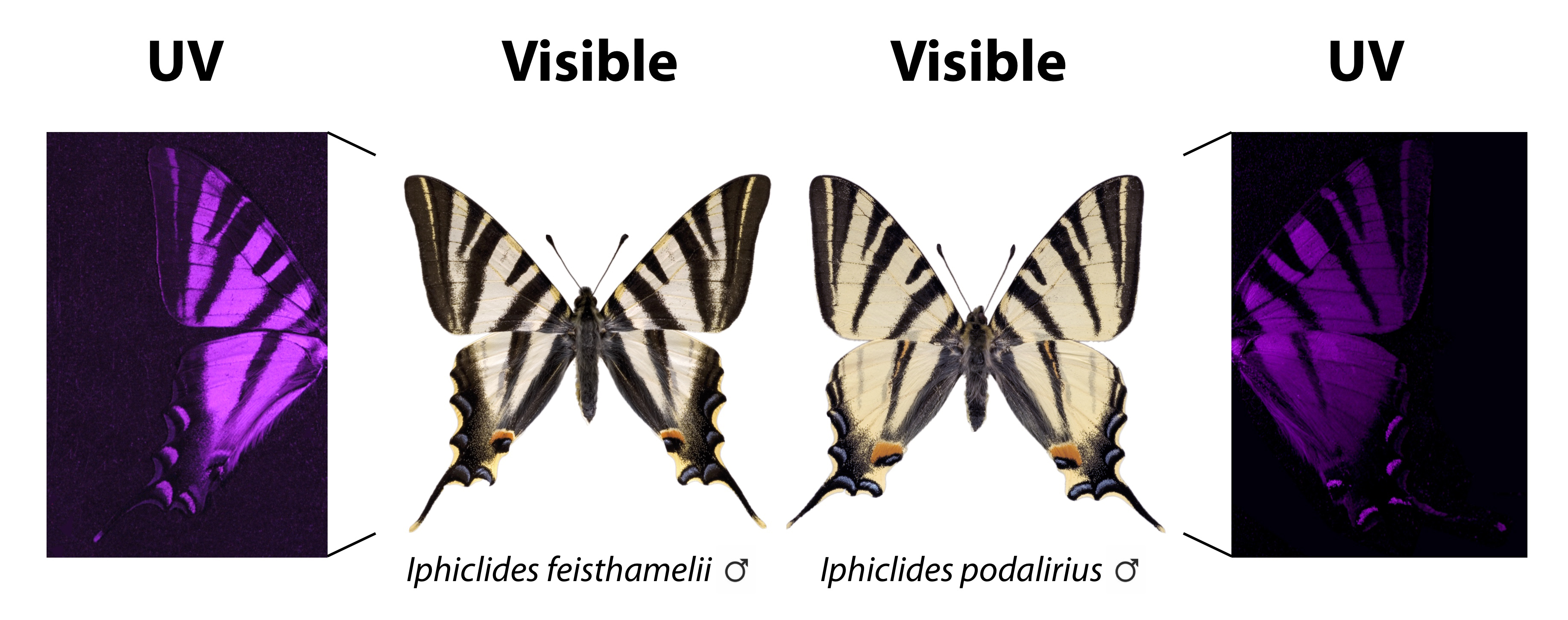 Images of southern scarce swallowtail butterfly (left) and scarce swallowtail (right) obtained with visible and UV photography. The subtle differences in the visible pattern of the wing become surprisingly evident with UV photography. Imágenes de machos de la mariposa chupaleches (izquierda) y podalirio (derecha) obtenidas con fotografía visible y UV. Las sutiles diferencias del patrón visible del ala se vuelven sorprendentemente evidentes con la fotografía UV. Crédito: Vlad Dinca