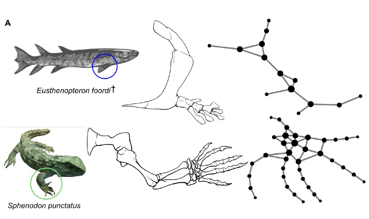 Crédito: Borja Esteve-Altava. Animales y extremidades estudiadas en la investigación. Izquierda: un extinto Eusthenopteron (de la familia de los peces) y un reptil vivo Sphenodon. Derecha: redes de conexiones óseas correspondientes. Crédito: Borja Esteve-Altava. Animales y extremidades estudiadas en la investigación. Izquierda: un extinto Eusthenopteron (de la familia de los peces) y un reptil vivo Sphenodon. Derecha: redes de conexiones óseas correspondientes.