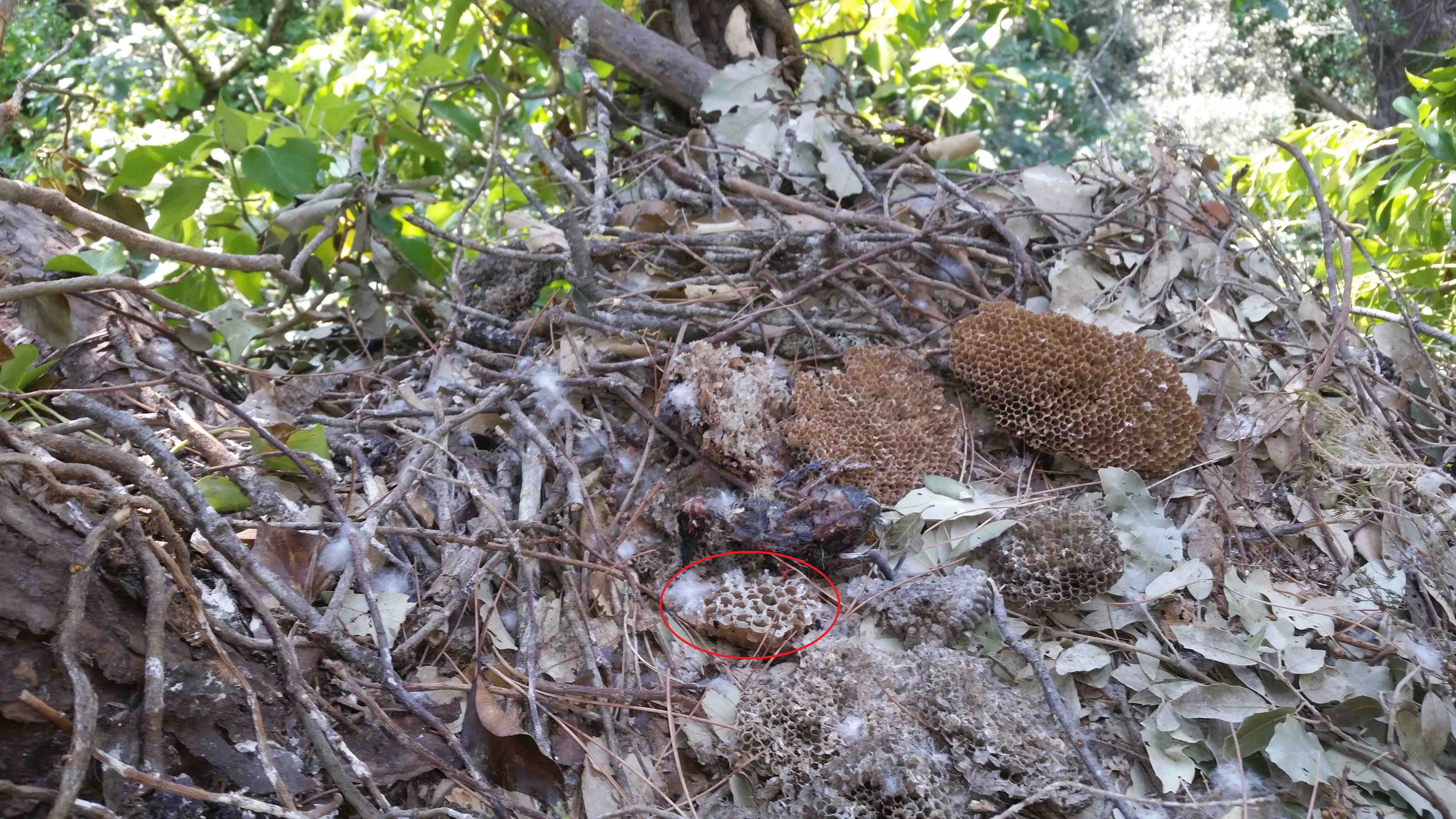 Image of the interior of a European Honey Buzzard nest, where a fragment of Asian Hornet nest is found. Credit: J. Grajera.