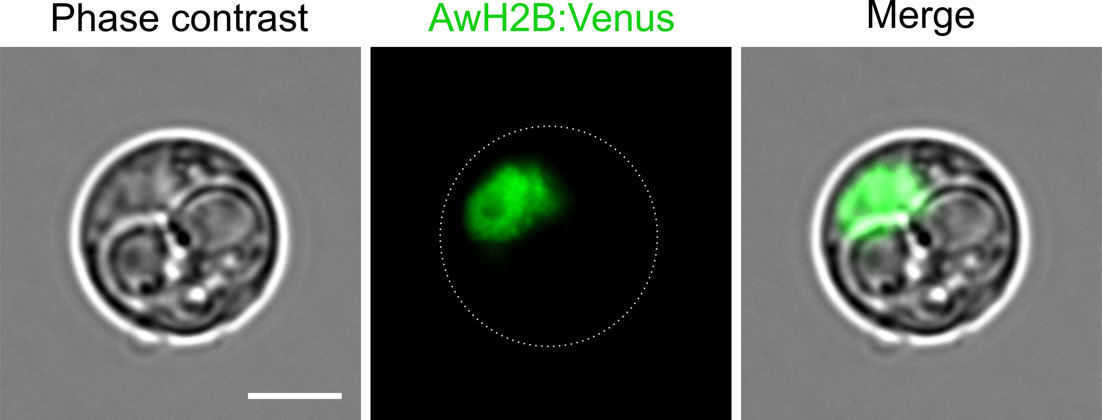 Abeoforma whisleri és un protist marí unicel·lular important en la recerca científica per a comprendre els orígens dels animals. En les imatges anteriors, les cèl·lules de A. whisleri es van transformar amb ADN per a marcar els nuclis de A. whisleri amb una proteïna fluorescent verd, la qual cosa permet estudiar el cicle de vida d'aquest organisme. Barra d'escala: 10 micres.  Crèdit: Sebastian. R Najle i Elena Casacuberta.