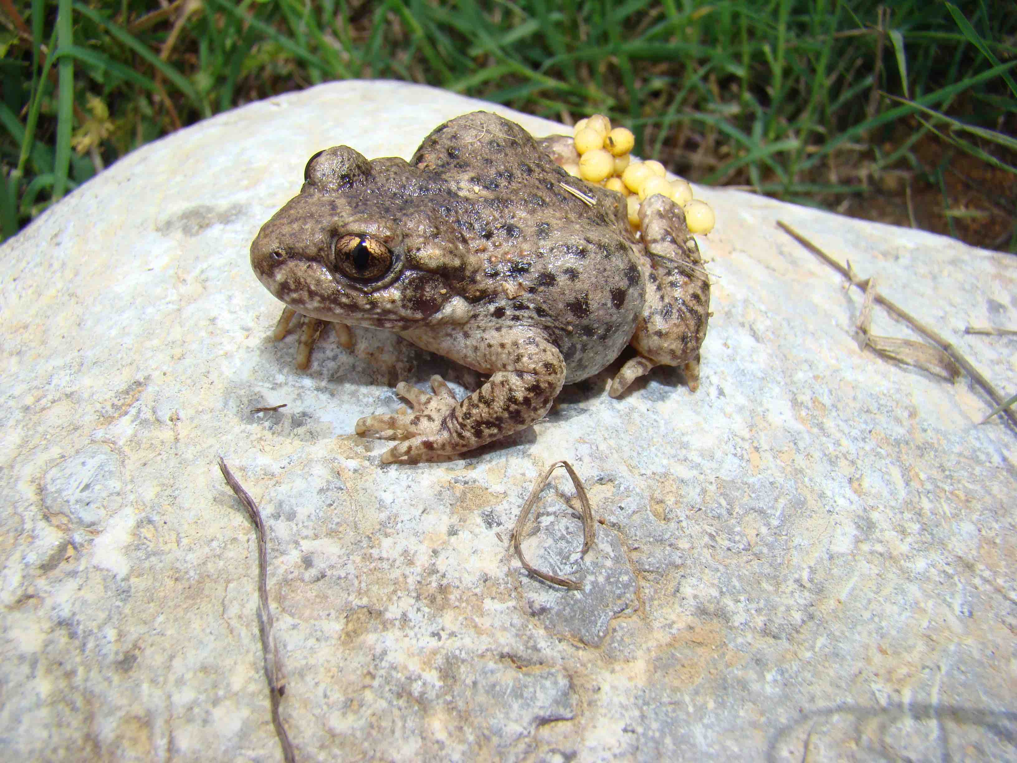 Exemplar de Alytes obstetricans, un gripau implicat a l'estudi. Autor: Dani Fernández.