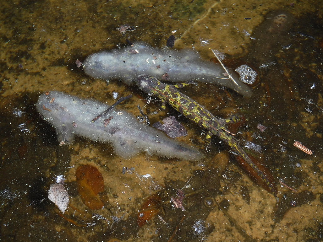 Mortalidad del tritón verde (Triturus marmoratus) infectados de Bsal. Autor: Daniel Fernández (GRENP).