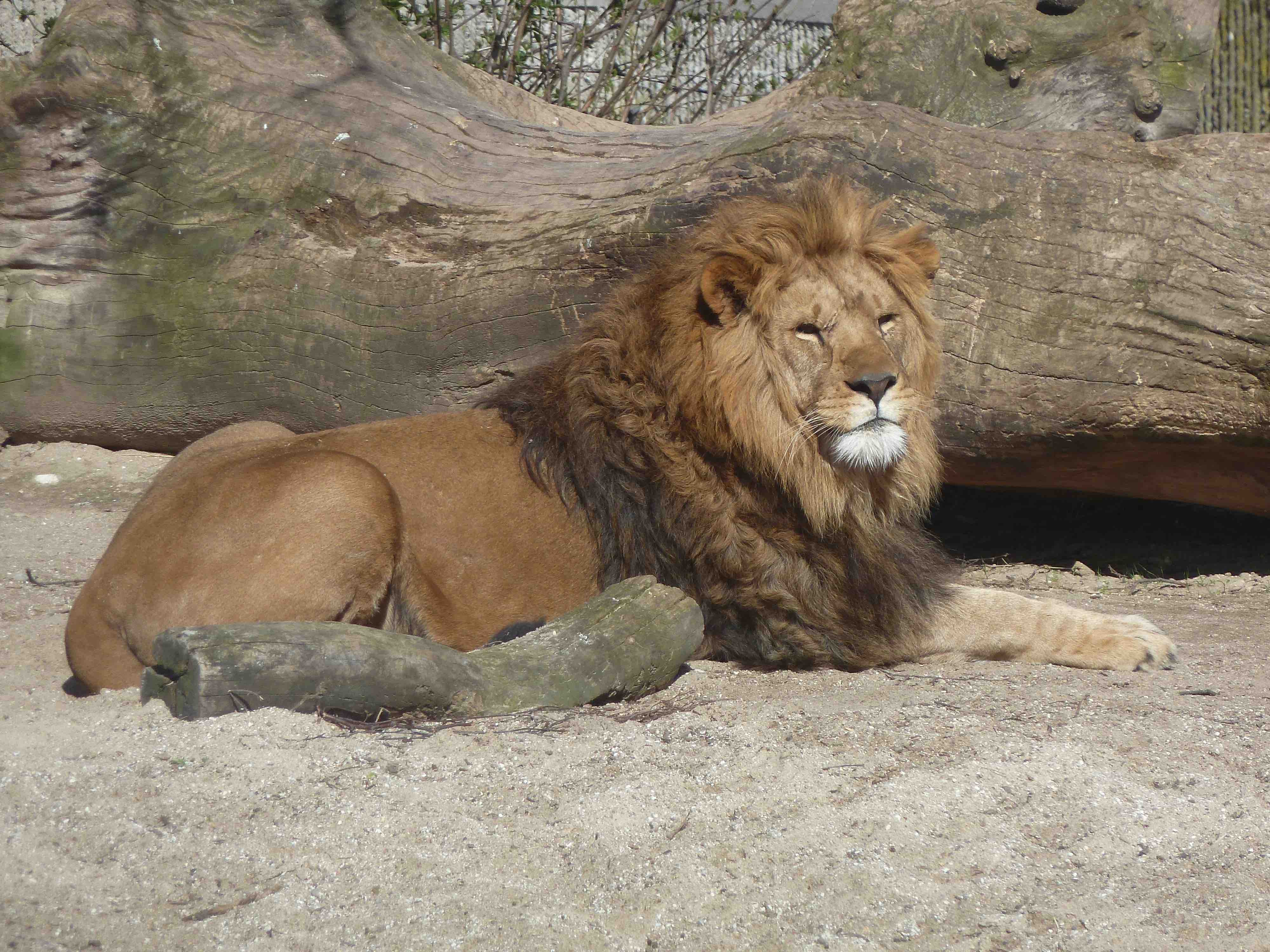 Imatge d'un lleó mascle preses al zoològic de Copenhaguen a l'abril de 2014. Crèdit: Ross Barnett