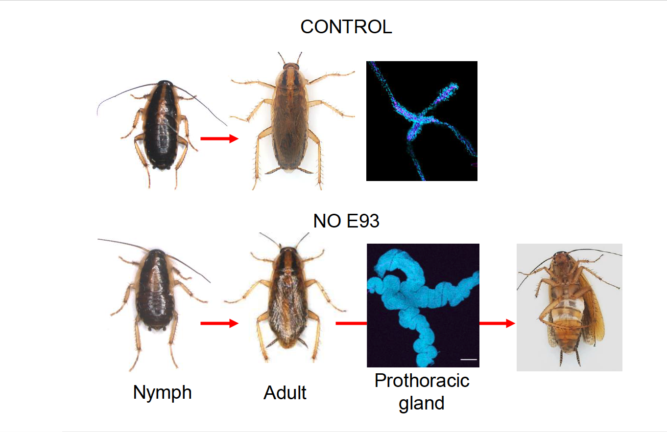 In normal insects (Control), the last nymphal instar molts to the adult stage, and the prothoracic gland becomes destroyed. In insects without E93, it molts to the adult, but preserving the prothoracic gland, so the adult can molt again, although without shedding out the old exoskeleton.