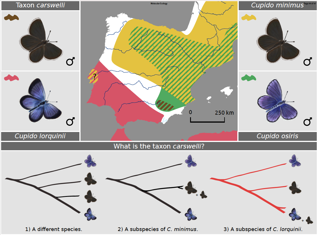 Distribución de la mariposa en el territorio y hipótesis que se valoraron. La genómica ha confirmado que la hipótesis 3 es la correcta. Elaboración: Joan Carles Hinojosa. Ilustraciones: Nàdia Sentís.