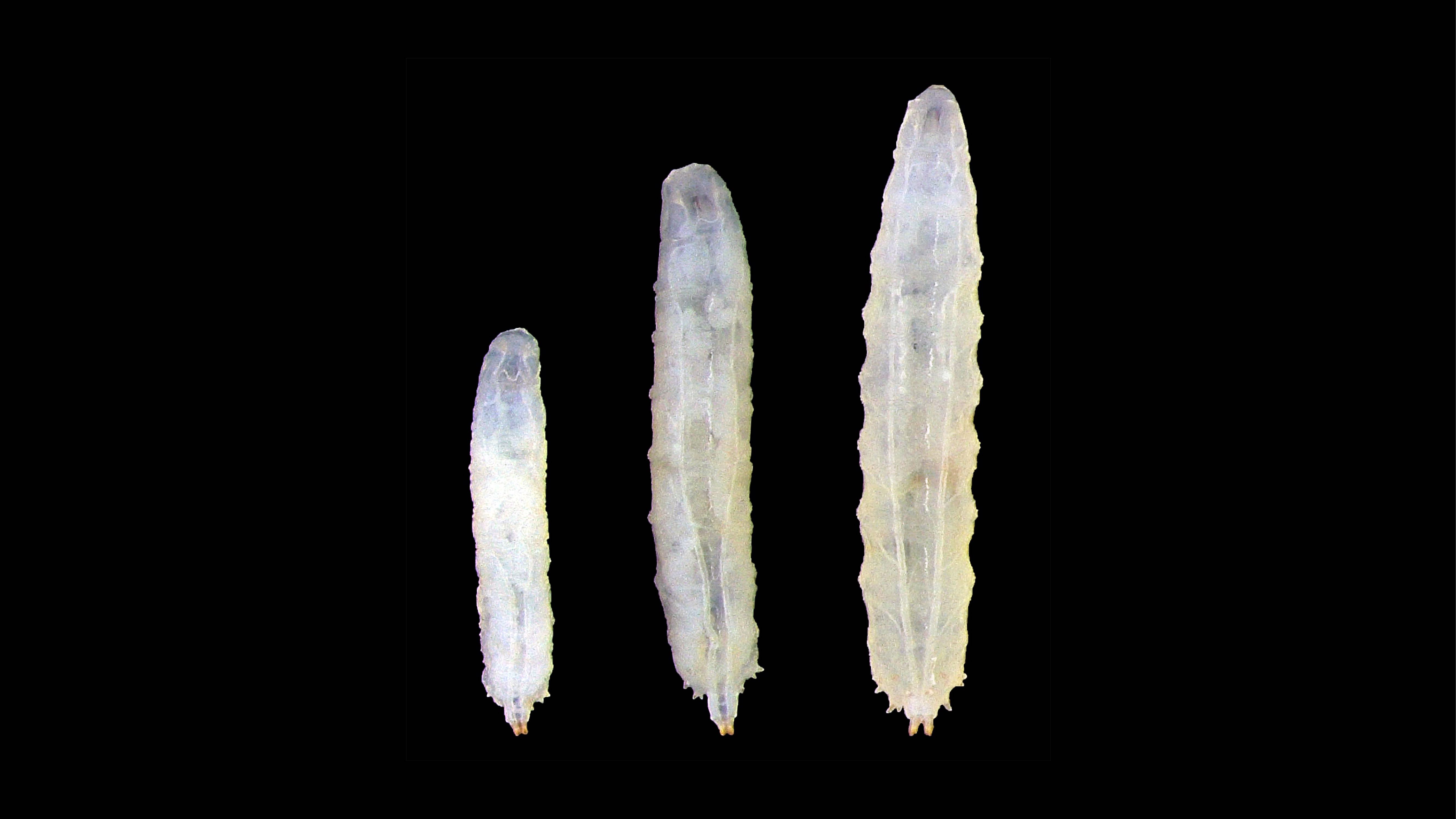 El tamaño de la larva de Drosophila depende de la producción de altos niveles de esteroides. La falta de esteroides o su reducción incrementan el tamaño del organismo. Crédito: Xavier Franch.