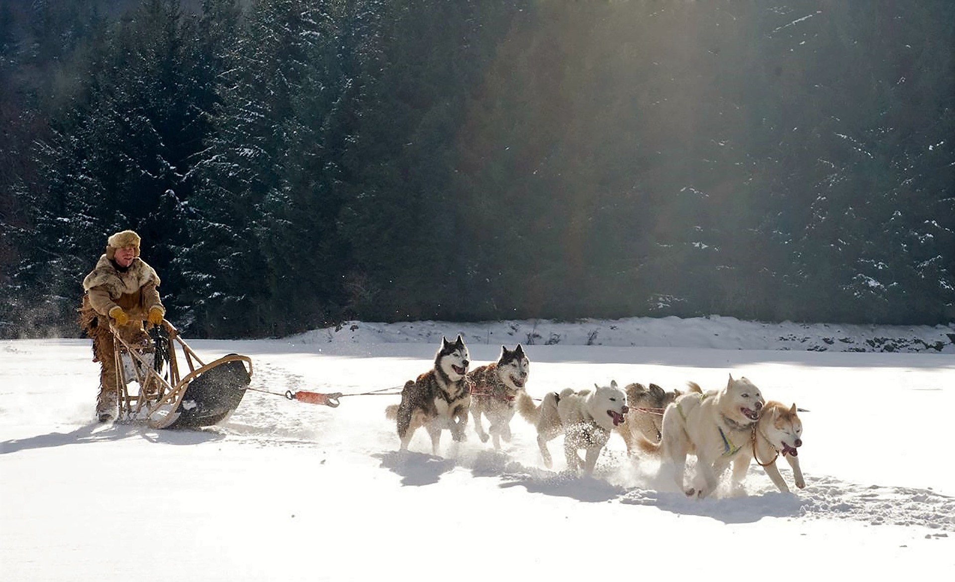 Imagen de perros de trineo. Fuente: Pixabay.