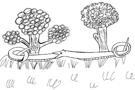 Representation of the wyvern from the Catalan bestiary 310 from the Biblioteca de Catalunya, showing the act of copulation. Credit: Xavier Bellés’ copy from the original