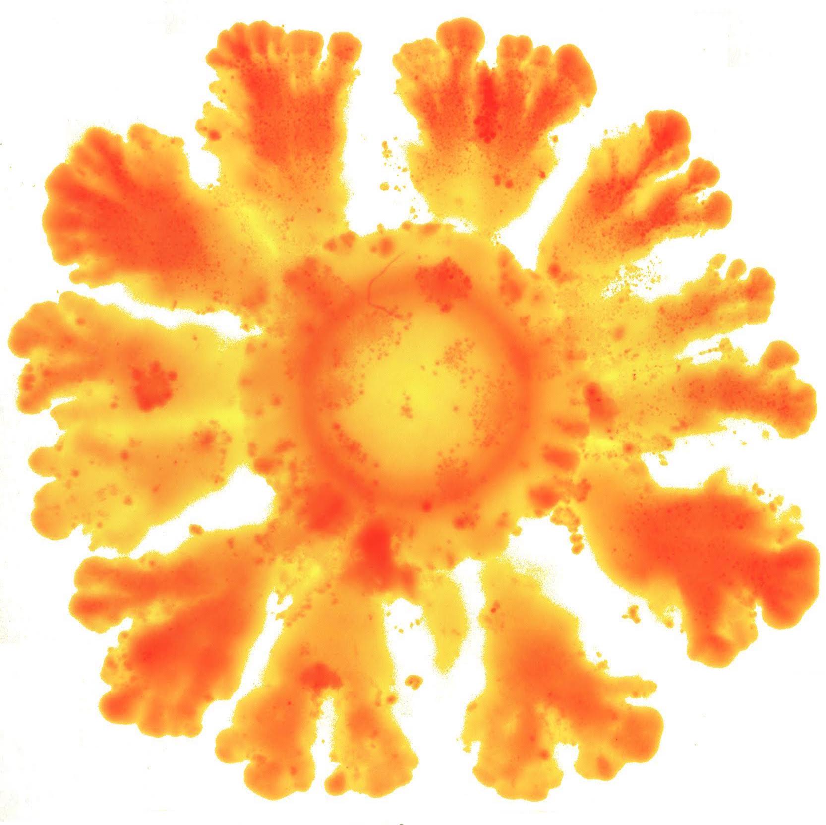 Bacteria E. coli forming patterns induced by the new synthetic system. Sourcet: Jordi Pla / ACS.