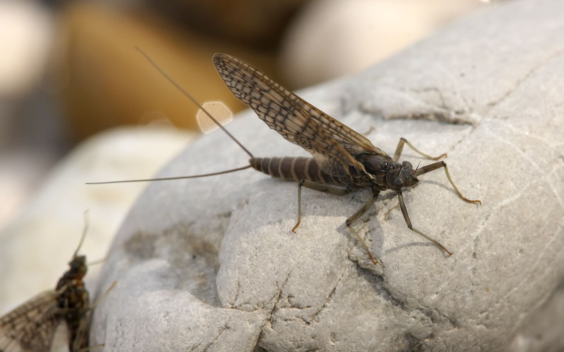 Image of a mayfly. Richard Bartz, via wikimedia with licence CC BY-SA 2.5.