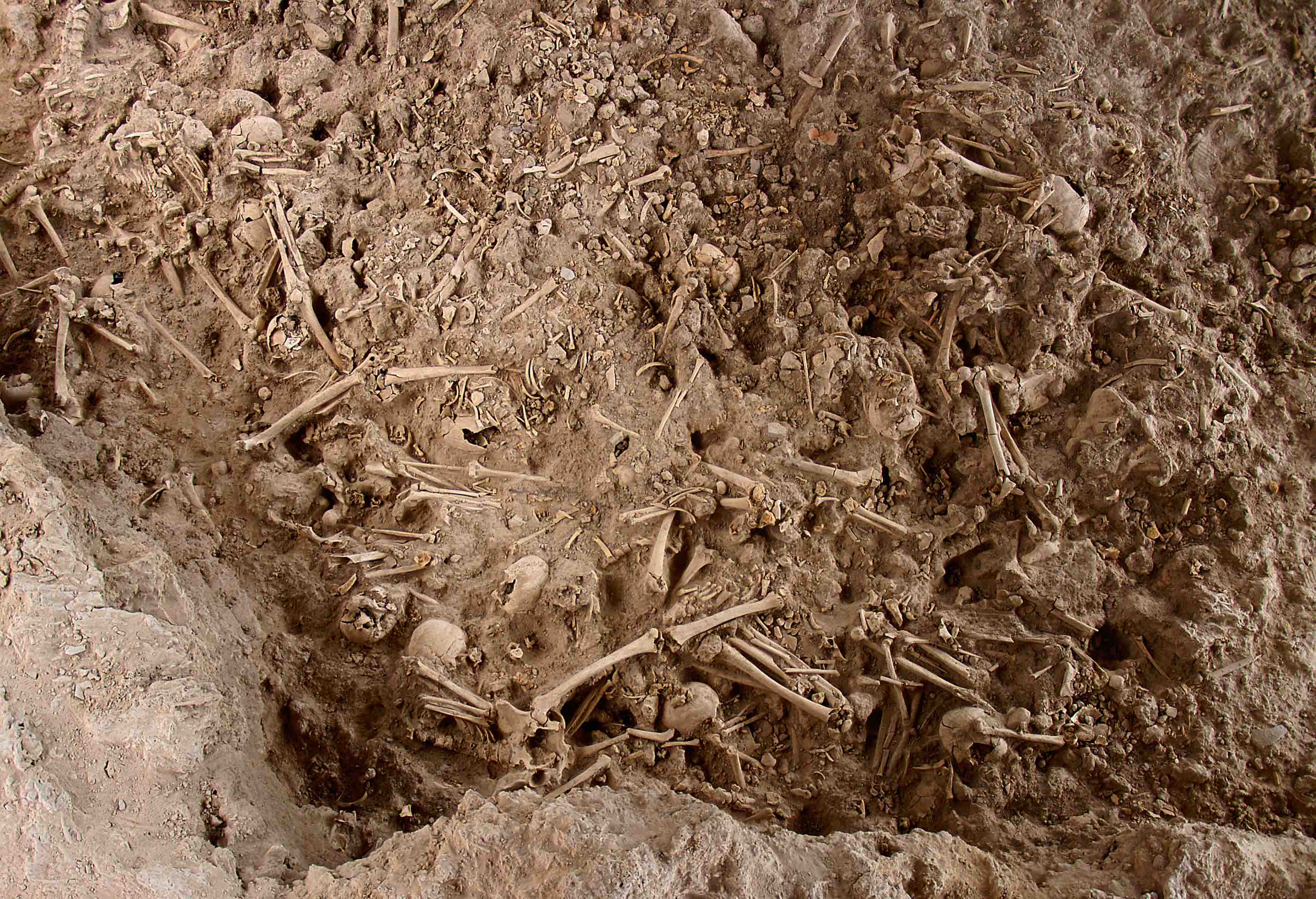 Enterrament col·lectiu del jaciment de l'Edat del Coure Camí del Molí (Caravaca de la Cruz, Múrcia), en el qual un total de ~1300 individus van ser enterrats entre 2900-2300 aC. La imatge mostra l'estrat més recent, datat entre 2500-2300 aC, del qual se n'han analitzat 6 individus.