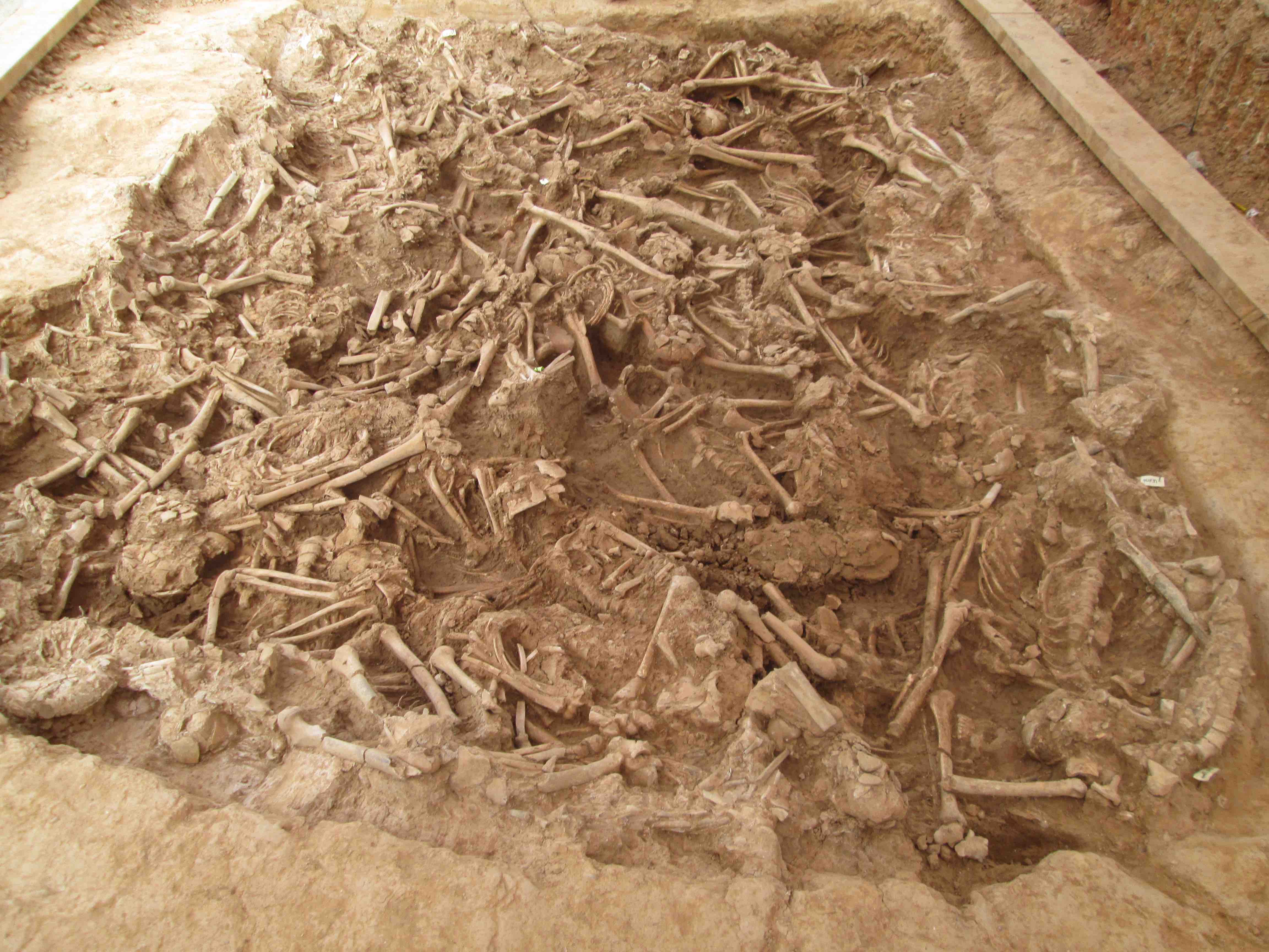 Imatges de l'excavació arqueològica a una fossa comuna de la Sagrera (Sant Martí de Provençals). Crèdit: Didac Pàmies.